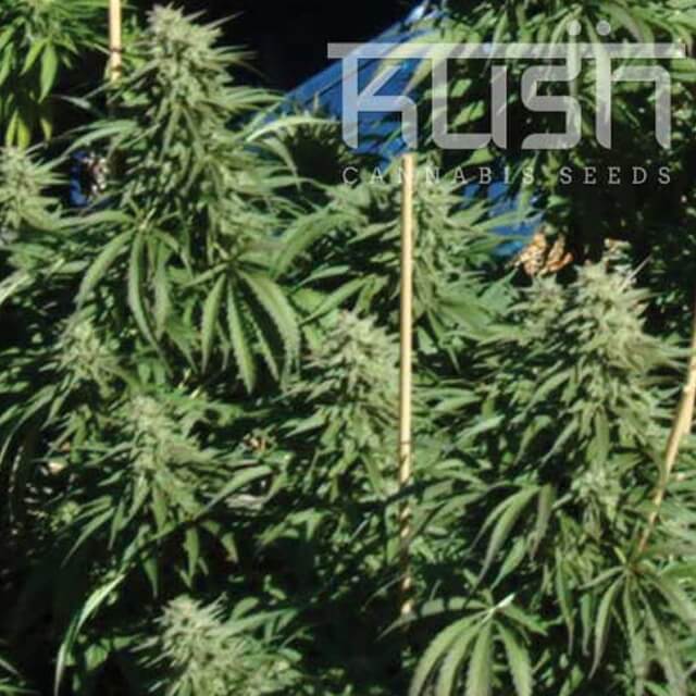 Buy Original Sensible Seeds  Diesel Kush FEM