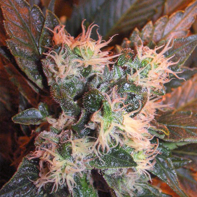 Buy The Cali Connection Seeds Chem Valley Kush FEM