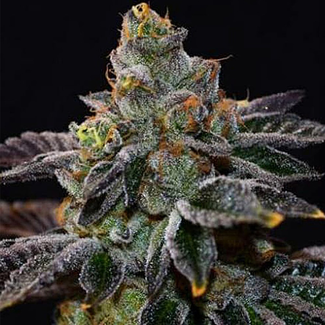 Buy The Cali Connection Seeds Larry OG Kush FEM