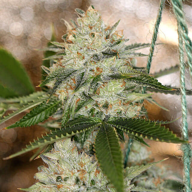 Buy Original Sensible Seeds  Nightmare OG FEM