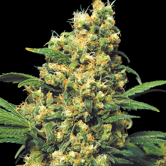 Buy Original Sensible Seeds  Warlock FEM