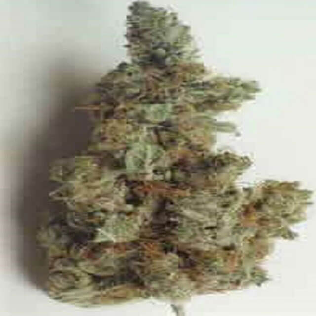 Buy KC Brains KC 33 FEM