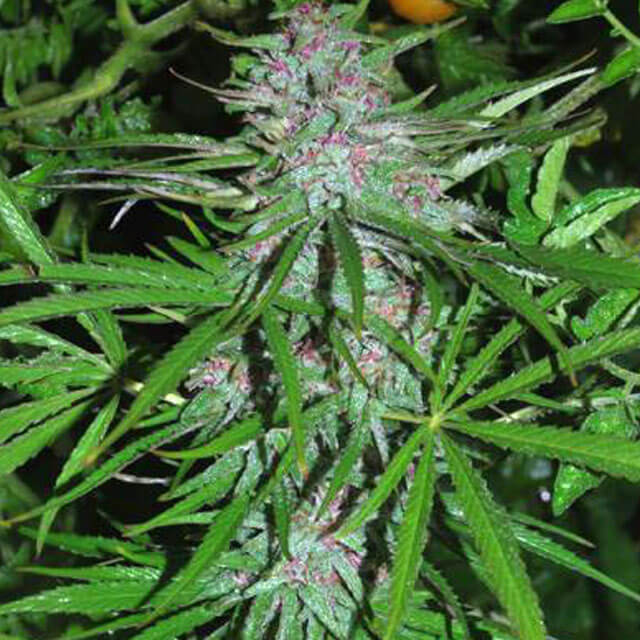 Buy Original Sensible Seeds  Panama FEM