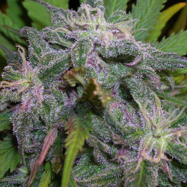 Buy BC Bud Depot Seeds Gods Gift FEM