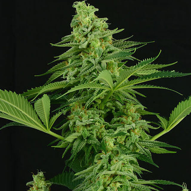 Buy Original Sensible Seeds  Moonshine Mass FEM