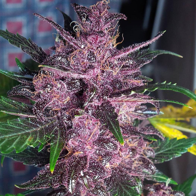 Buy Original Sensible Seeds  Auto Mendo Mass FEM