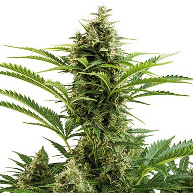 Buy Buddha Seeds Vesta Auto FEM