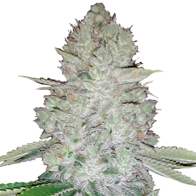 Buy Fast Buds Seeds Glue Auto FEM