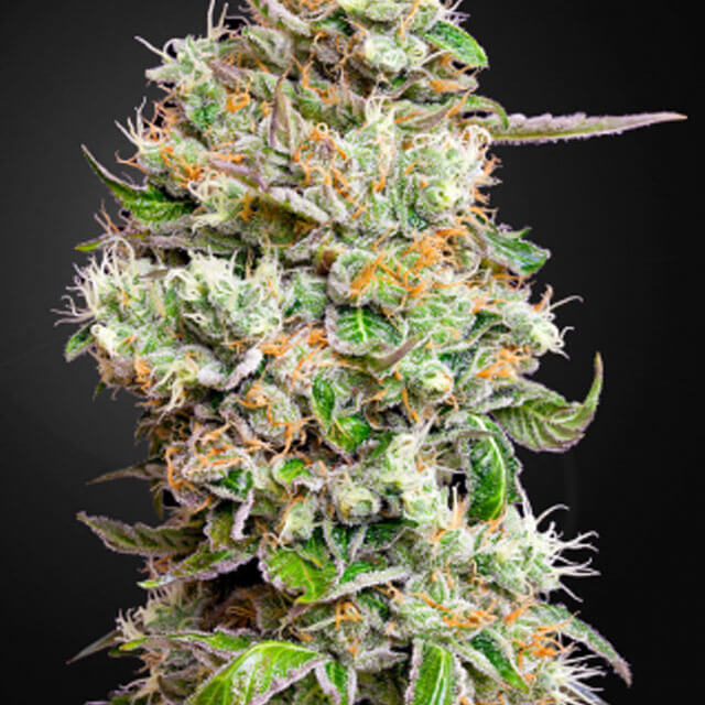 Buy Green House Seeds Kings Kush Auto CBD FEM