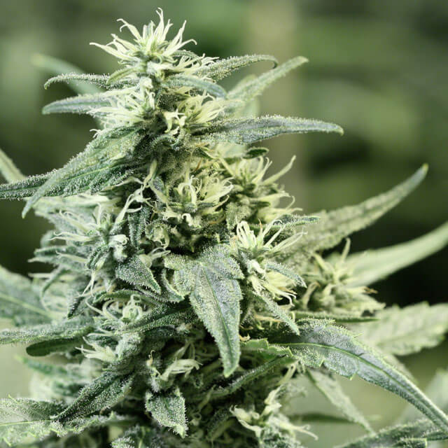 Buy Original Sensible Seeds  Golden Haze FEM