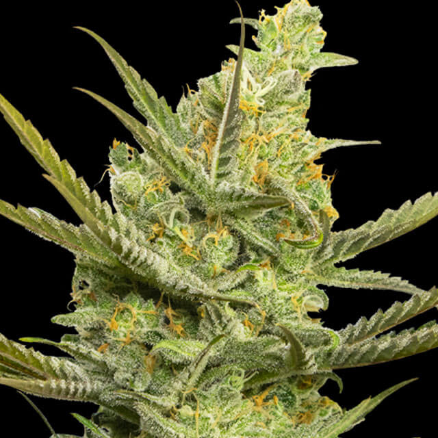 Buy Eva Female Seeds Gipsy Haze FEM