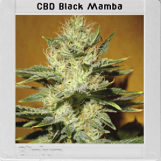 Buy Original Sensible Seeds  Mamba Negra CBD FEM