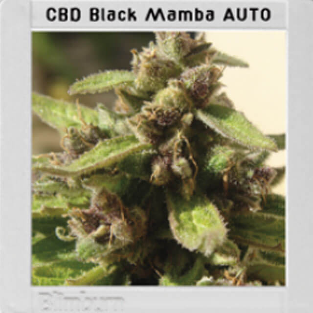 Buy Original Sensible Seeds  Mamba Negra Auto CBD FEM