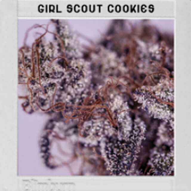 Buy Original Sensible Seeds  Girl Scout Cookies FEM