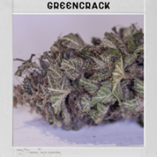 Buy Original Sensible Seeds  Green Crack FEM