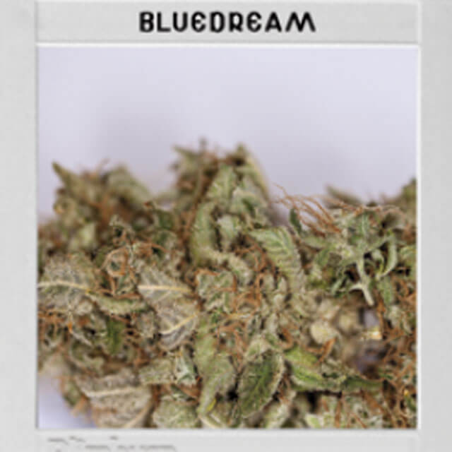 Buy Blimburn Seeds Blue Dream FEM