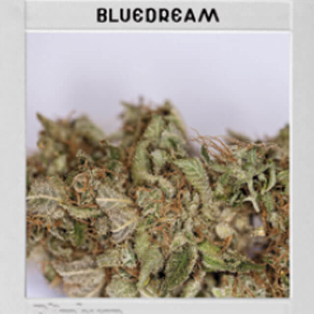 Buy Original Sensible Seeds  Blue Dream FEM