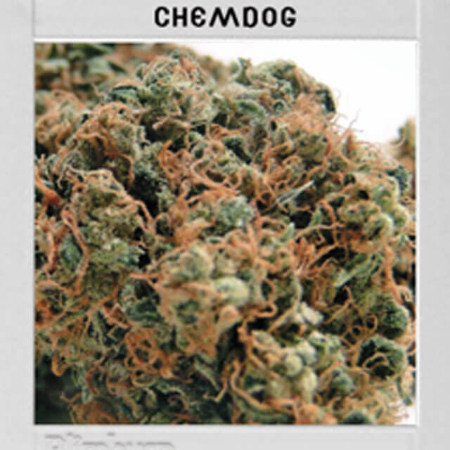 Buy Original Sensible Seeds  Chemdog #4 FEM