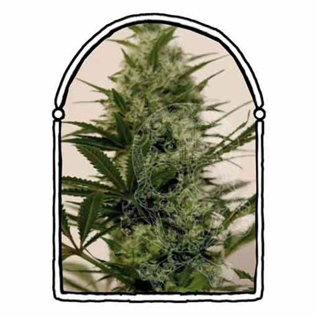 Buy Original Sensible Seeds  Langui Kush FEM