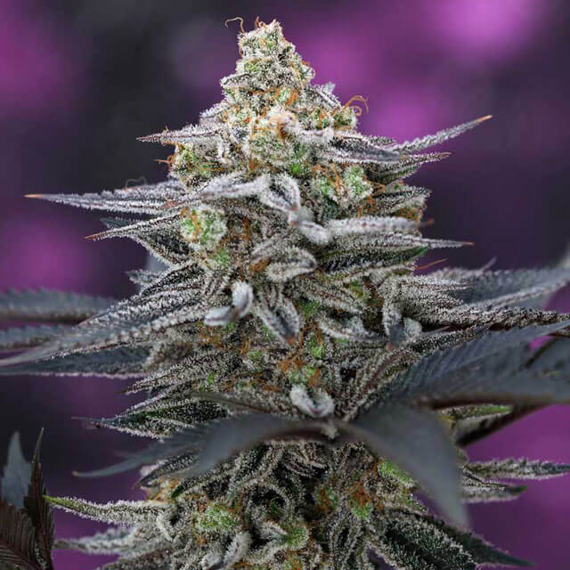 Buy Original Sensible Seeds  Cherrygasm REG