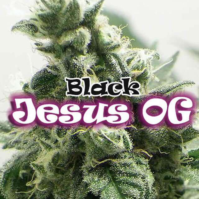 Buy Original Sensible Seeds  Black Jesus OG FEM