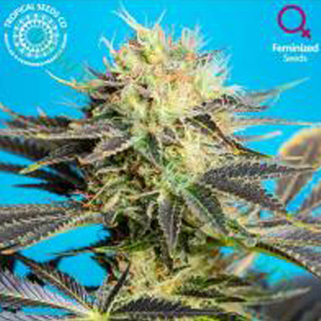 Buy Original Sensible Seeds  Dandy Dance CBD FEM