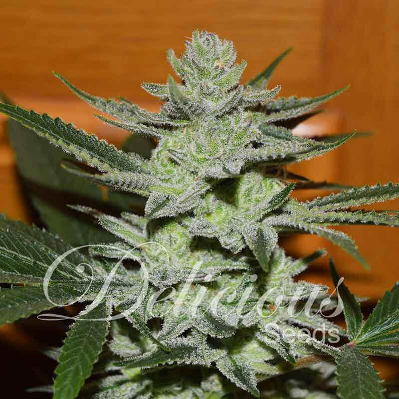 Buy Delicious Seeds Desconocida Kush FEM