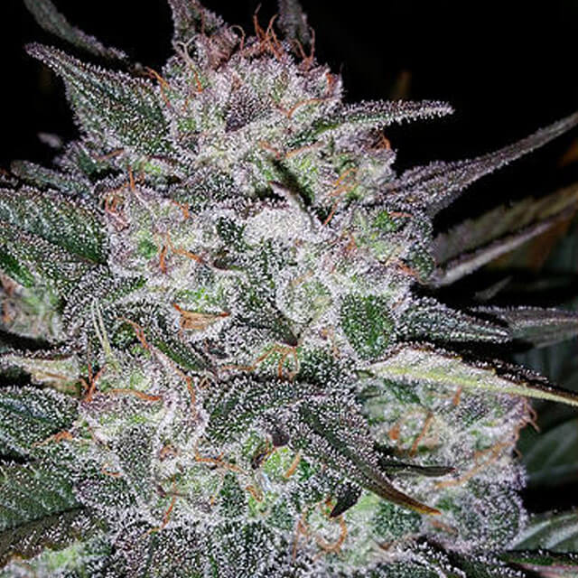 Buy Original Sensible Seeds  Auto Blues FEM