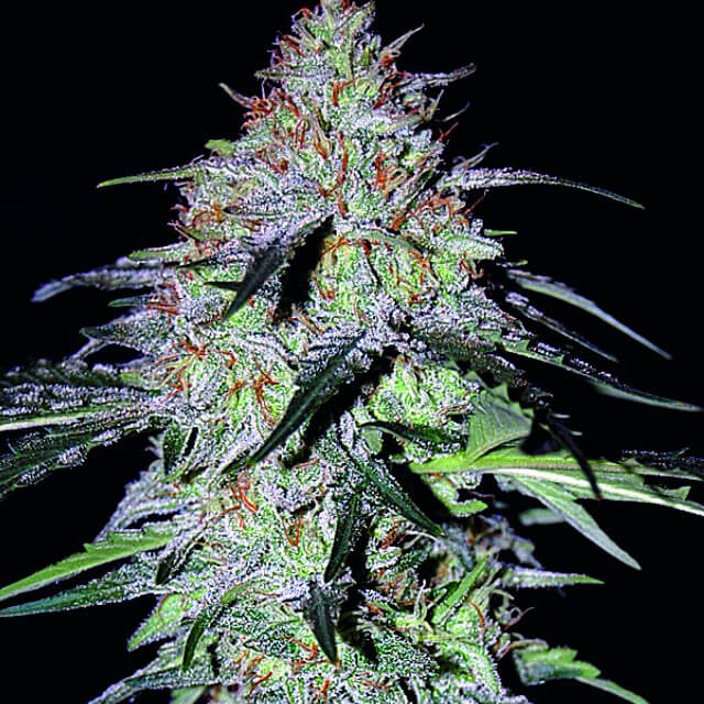 Buy Original Sensible Seeds  Sour Hound F2 FEM