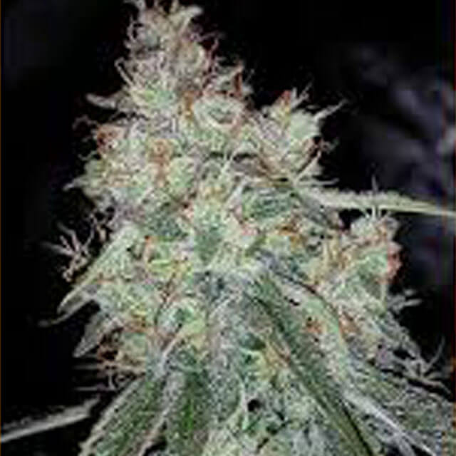 Buy Original Sensible Seeds  Triangle Kush FEM