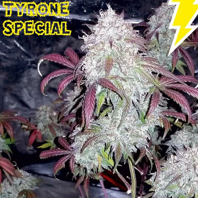 Buy Original Sensible Seeds  Tyrone Special  FEM