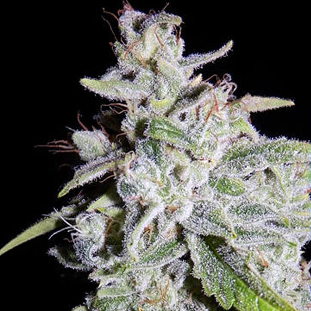 Buy Original Sensible Seeds  Walter White FEM