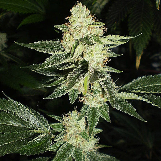 Buy The Cali Connection Seeds Louis XIII OG FEM