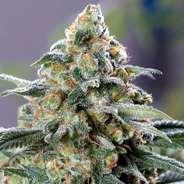 Buy The Cali Connection Seeds CBD OG FEM