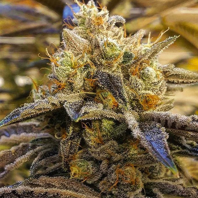 Buy The Cali Connection Seeds Alien OG FEM