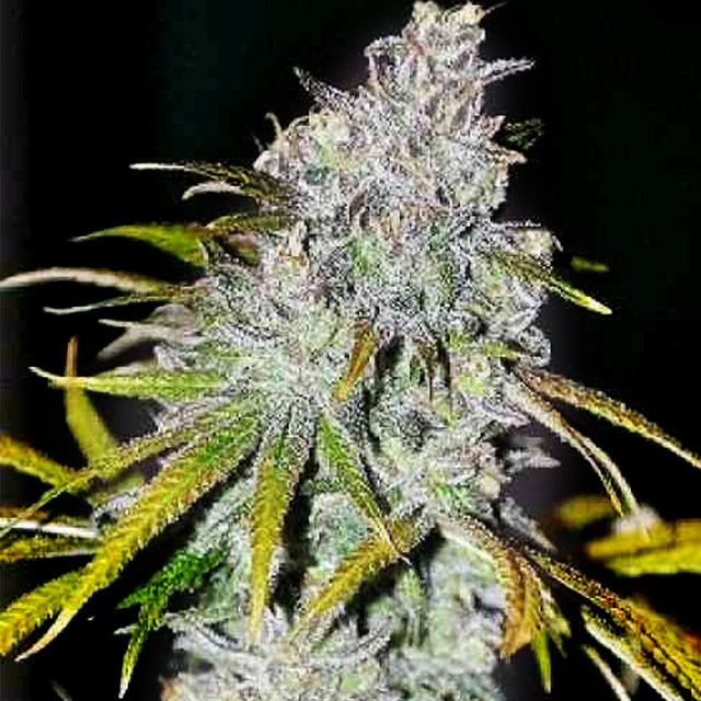 Buy The Cali Connection Seeds 22 FEM