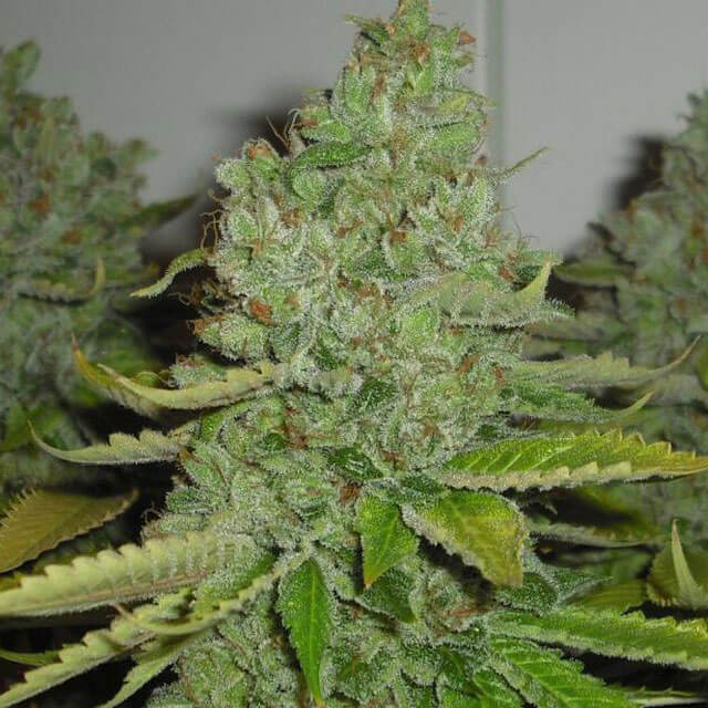 Buy The Cali Connection Seeds SFV OG Kush FEM