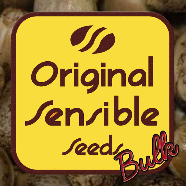 Buy Original Sensible Seeds Bulk Cannabis Seeds | Cheese Auto FEM