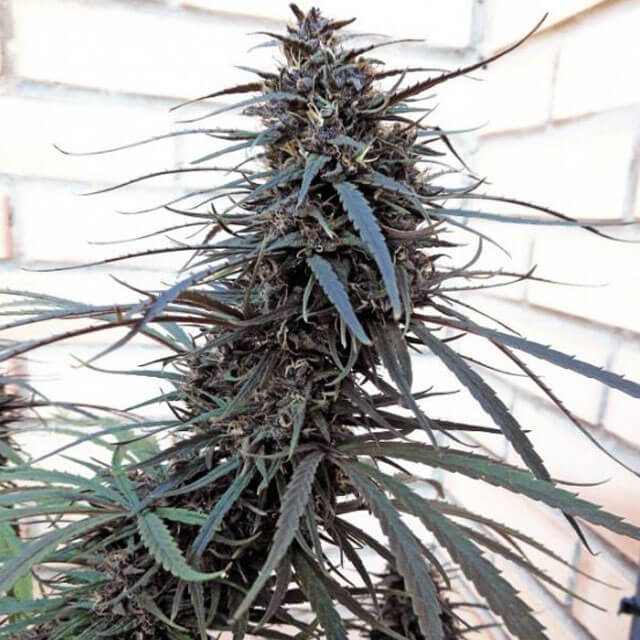 Buy Ace Seeds Purple Haze x Malawi REG