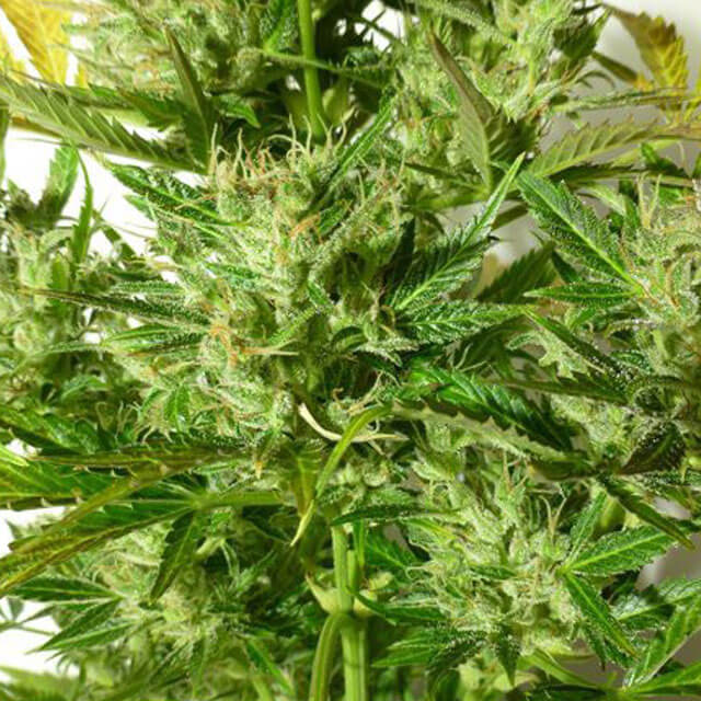 Buy Flash Autoflowering Seeds Kush Van Stitch FEM