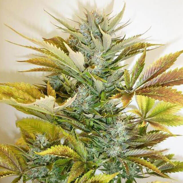 Buy Flash Autoflowering Seeds Sour Diesel Haze FEM