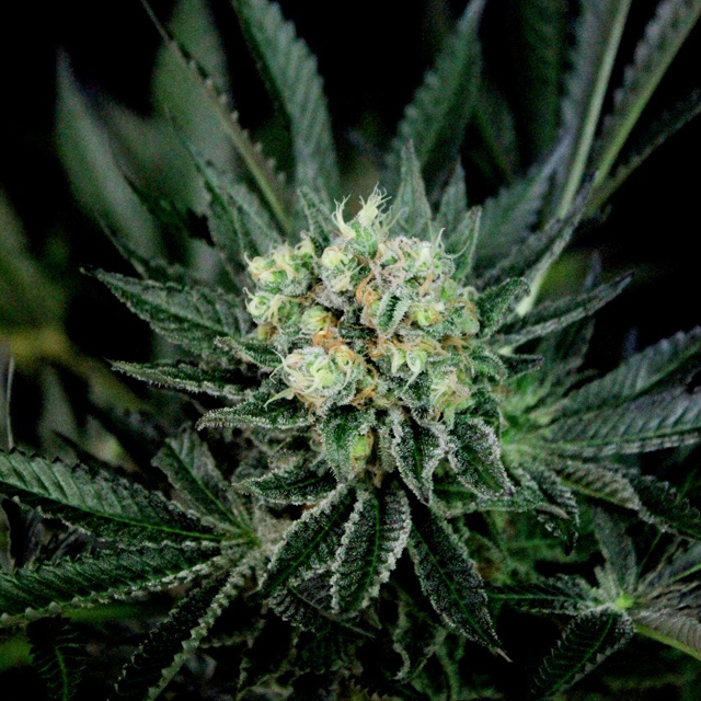 Buy Absolute Cannabis Seeds Critigal+ FEM