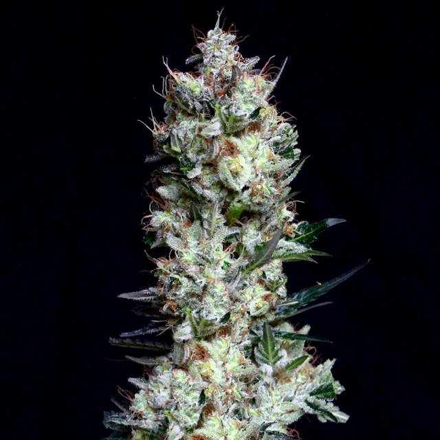Buy Absolute Cannabis Seeds Rittus Haze FEM