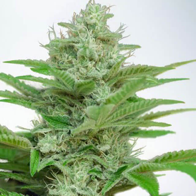 Buy Ministry of Cannabis Seeds Auto CBD Star FEM
