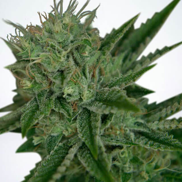 Buy Ministry of Cannabis Seeds Auto Northern Lights FEM