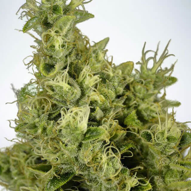 Buy Ministry of Cannabis Seeds Mandarin Haze FEM