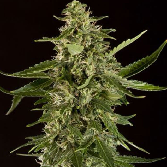 Buy Original Sensible Seeds  Sleepy Yoda Auto FEM