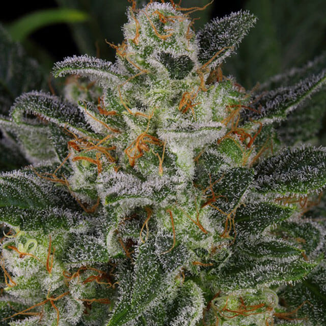 Buy Original Sensible Seeds  Serious Kush FEM