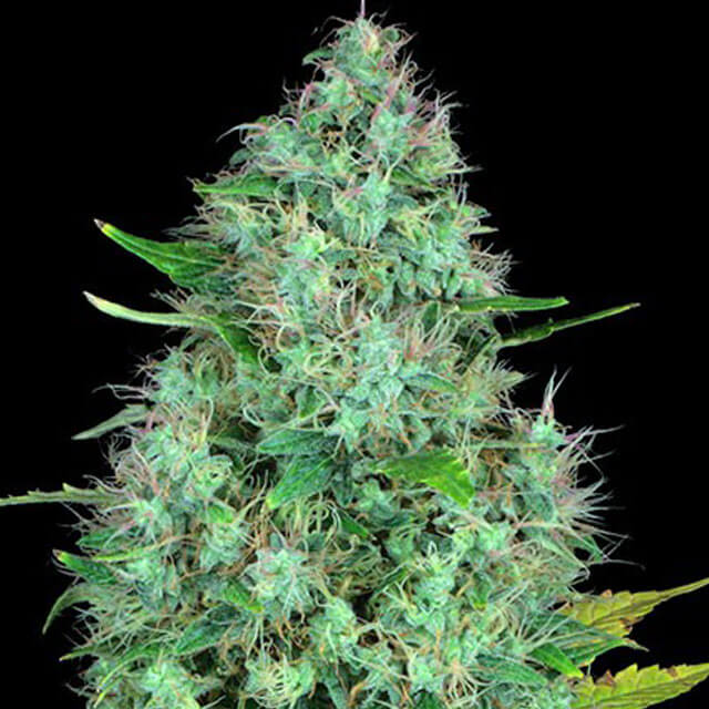 Buy Original Sensible Seeds  Serious 6 REG