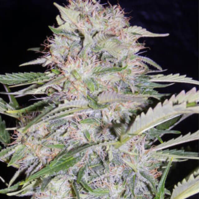 Buy Original Sensible Seeds  Sour Bubbly FEM